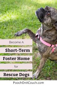 Short Term Fostering Why I Love It In 2020 Foster Dog Foster Home The Fosters