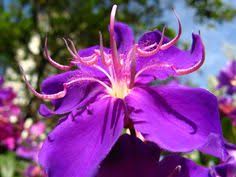 Native plants provide shelter and food for pollinators, require less watering and maintenance and add lasting color to any garden. 38 Flowers South America Ideas Flowers Plants South America