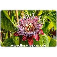 Maybe you would like to learn more about one of these? Passiflora Quadrangularis Giant Granadilla Flora Toskana