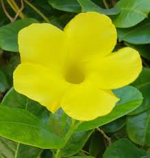 Image result for dipladenie žlutá obrázek