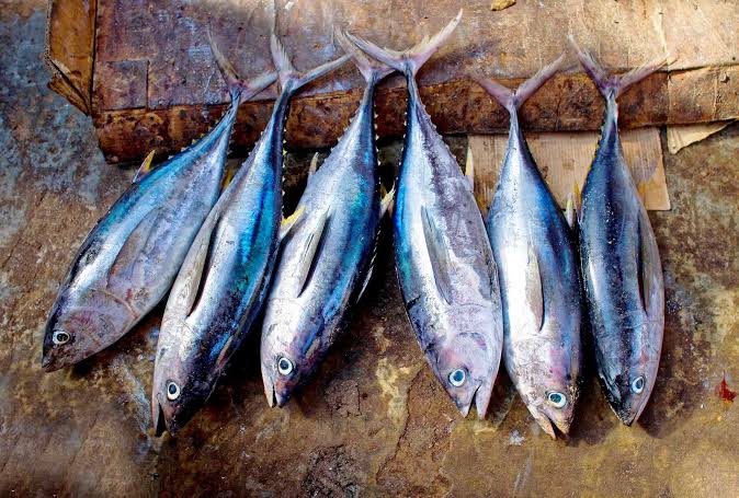 Tuna Fish - A Complete Guide