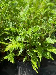 Image result for Selaginella eublepharis