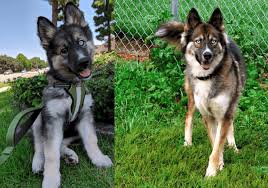 We breed for the love of the animals and because we see a huge need to improve the quality of existing population of german shepherd dogs here, in the midwest. Top 10 Things You Need To Know About German Shepherd Husky Mix
