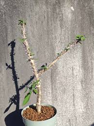 Image result for Trochomeria macrocarpa