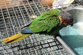 Check spelling or type a new query. Blue Throated Conure Pyrrhura Cruentata Zoochat