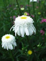 Chrysanthemum Wirral Pride Bluestone Perennials Beautiful Flowers Garden Flowers Perennials White Gardens