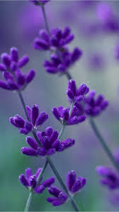 Lavender Iphone 5 Wallpaper Hd Wallpapers Source Purple Flowers Wallpaper New Flower Wallpaper Purple Flowers