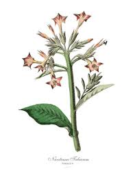 Image result for Nicotiana tabacum