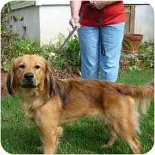 Fortunately, some of the golden retriever rescues listed cover areas of more than one state. Washington Nc Golden Retriever Meet Autumn A Pet For Adoption