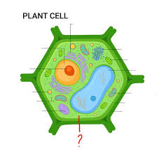 Animal cell vs plant cell quiz. Most People Can T Identify 10 12 Of The Parts Of A Cell Can You
