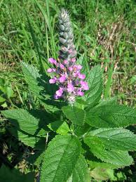 Image result for Teucrium