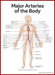 Figures 1 and 2 show the major arteries and veins of the body. Amino Neuro Frequency Therapy Anf Therapy Major Arteries Of The Body The Arteries Are The Blood Vessels That Deliver Oxygen Rich Blood From The Heart To The Tissues Of The