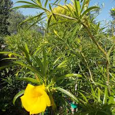 Image result for Cascabela thevetia