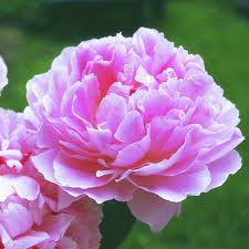 Liability claims regarding damage caused by the use of any information provided, including any kind of. Pfingstrose Sarah Bernhardt Schnell Und Gunstig Online Kaufen Meingartenshop