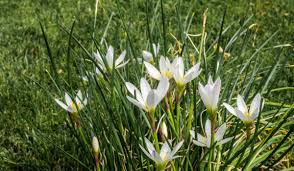 Image result for Zephyranthes candida