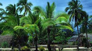 Muito Linda Esta Imagem Landscape Wallpaper Cool Landscapes Tropical Wallpaper