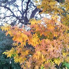 Mexican buckeye tree with pink flowers texas. Mexican Buckeye Garden Style San Antonio