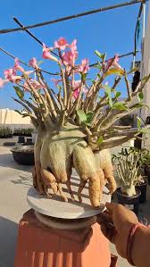 Image result for Ctenium somalense