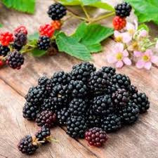 Brombeeren lassen sich reichlich vermehren. Brombeere Schneiden Pflanzen Und Pflege Gartner Potschke
