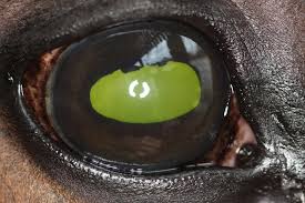 Uveitis is an inflammation of the uveal tract, which lines the inside of the eye behind the cornea. Shedding Light On Posterior Uveitis The Horse