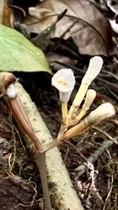 Image result for Didymoplexis