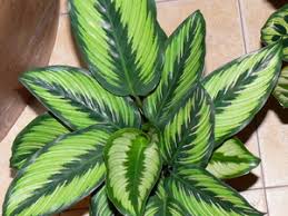 Calathea adalah salah satu jenis tanaman hias yang corak daunnya beragam,video kali ini saya akan perkenalkan 12 jenis calathea dan bagaimana perawatannya. Menanam Dan Merawat Calathea Di Rumah Jenis Peraturan Tumbuh Foto Bunga
