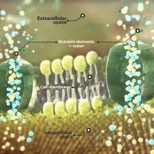 Check spelling or type a new query. Illustrate A Plant Cell Wall And Osmosis Wettbewerb In Der Kategorie Sonstige Kunst Illustration 99designs