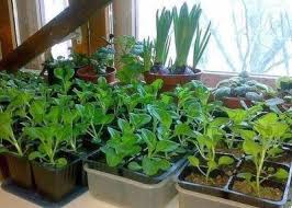 The soil temperature should be between the speed at which you can get to that burst of color depends on how you grow them. Petunia To Collect Seeds Important Facts About Petunia Seeds How To Choose In The Store Or Get At Home Which Petunias Collect Seeds