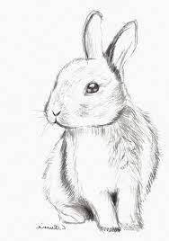À la sortie de l'ipad pro, apple avait ajouté l'usb 3.0 au lightning. 12 Beau De Lapindessin Galerie Croquis Animaux Dessin Lapin Dessin Facile Animaux