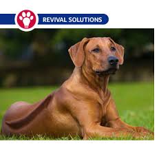The best thing you can do is care for the runt or. Canine Herpesvirus