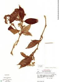 Image result for Rogiera amoena