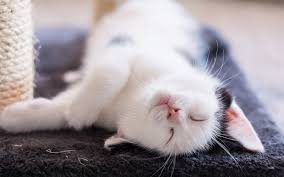 One of these ideas might be perfect for your adorable feline friend. Girl Cat Names 400 Fabulous Names For Female Felines