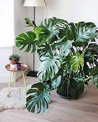 Monstera deliciosa, the swiss cheese plant, is a species of flowering plant native to tropical forests of southern mexico, south to panama. Portal Cool 100pcs Monstera Samen Palm Schildkra Te Perennial Bonsai Monstera Deliciosa Borsigiana Amazon De Garten