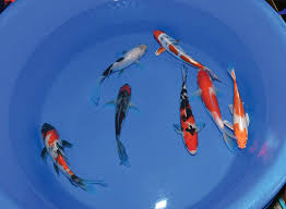 These include suspending the noisy air pump at, or above water level to reduce the resistance of water on the air pump and regularly maintaining the moving parts within the noisy air pump. Language Of Koi Recognizing Koi Stress And Remedies Pond Trade Magazine