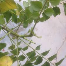 Pokok kari atau nama saintifiknya murraya koenigii tergolong dalam famili rutaceae. Jom Tanam Sayur Jts Bunga Dan Pokok Daun Kari