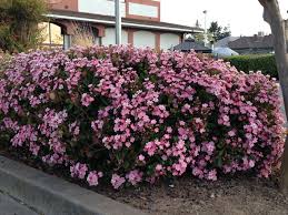 Image result for Rhaptopetalum roseum