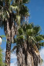 Washingtonia filifera, le palmier à jupon, palmier de californie ou même palmier jupon de californie, est une espèce de palmiers (famille des arecaceae) appartenant au genre washingtonia (les palmiers jupons). Palmera Washingtonia O De California