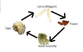 Checking For Fly Breeding Sites In A Household Psm Made Easy