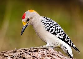 Spotted Bird With Red Patch On Back Of Head Golden Fronted Woodpecker I Don T Have These In My Yard But My Dad Does So Jealous Look How Cool These Are Wit Bird Life List Backyard Birds Bird Pictures