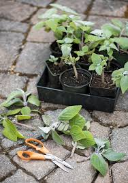 Deciduous azaleas are harder to propagate from cuttings; How To Propagate Outdoor Plants Better Homes Gardens