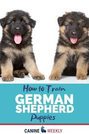 Training German Shepherd Puppy German Shepherd Puppies Training Shepherd Puppies German Shepherd Puppies