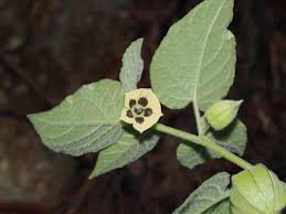 Image result for Physalis peruviana