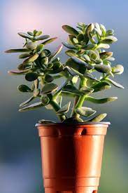 Maybe you would like to learn more about one of these? Jade Tree Tips And Guidance On Best Possible Care Varieties Propagation