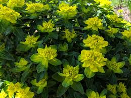 Image result for Euphorbia spissiflora