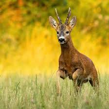 Image result for roe deer