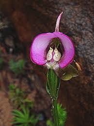 Image result for Disperis