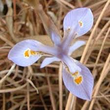 Image result for Moraea stricta