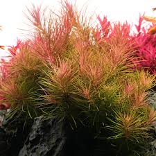 Image result for Pogostemon rogersii