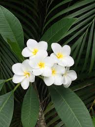 Plumeria plants (plumeria sp), which are also known as lei flowers and frangipani, are actually small trees that are native to tropical regions. Plumeria Hawaii Flower Free Photo On Pixabay
