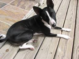 Maybe you would like to learn more about one of these? Pin On Fur Babies And Friends